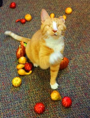 Wally one of our "clinic kitties."