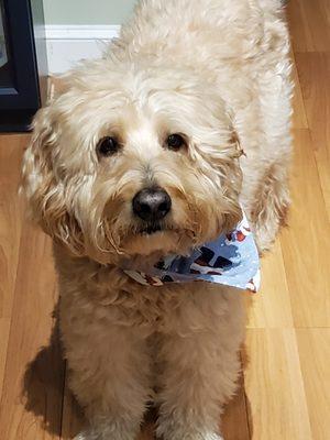 No smile from the boy, but I was pleased with his perfect and "still-fluffy looking" haircut!