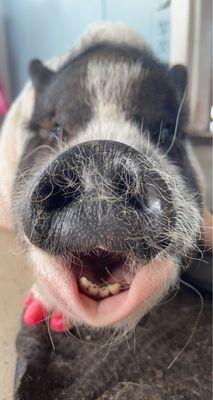 Bacon the pig!