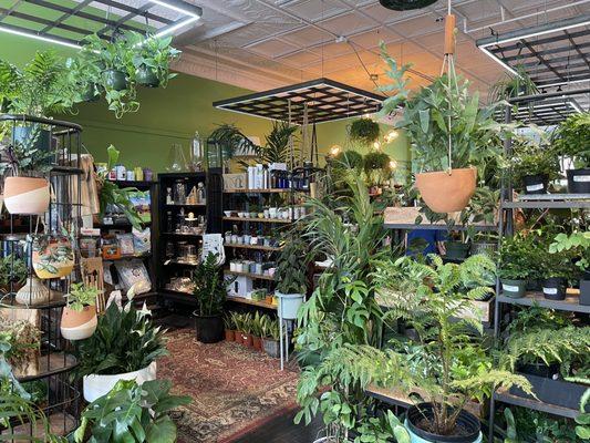 Cultivate Urban Rainforest & Gallery