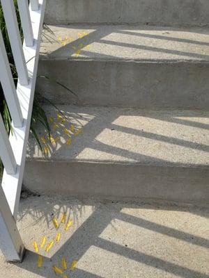 cute chicken prints on the steps!