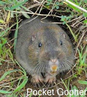 Pocket Gopher, Gophers