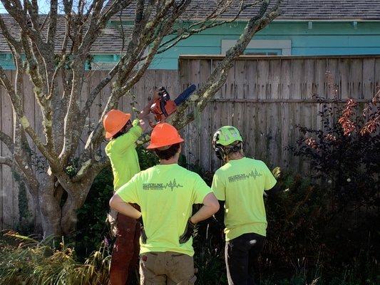 Silverline Tree Service