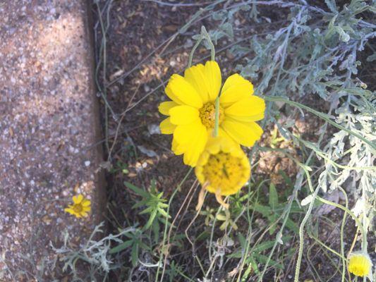 Marigold Desert