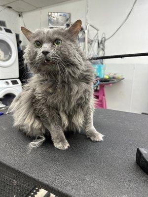 cat shave down