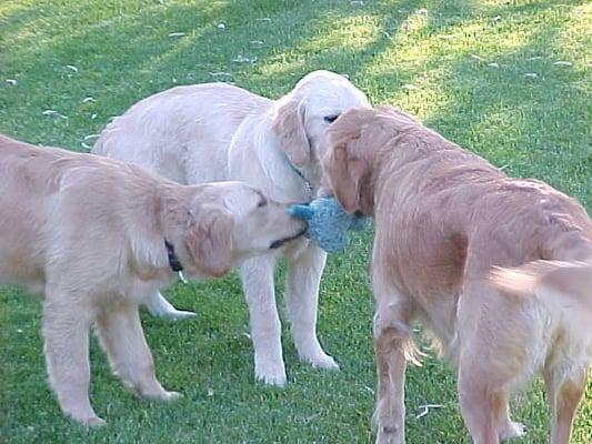 Extra playtimes give dogs a chance to burn off some energy