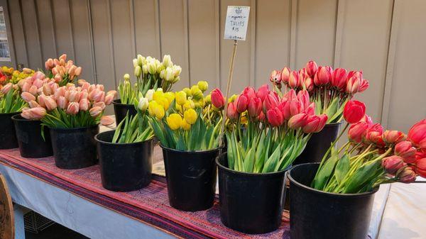 Beautiful tulips today!