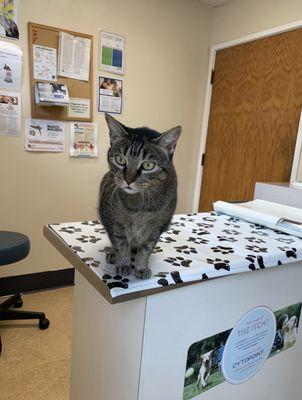 Scarlit waiting for her doctor to come in!