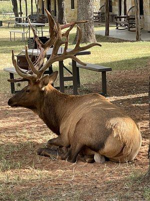 Elk sitting next to our front porch.