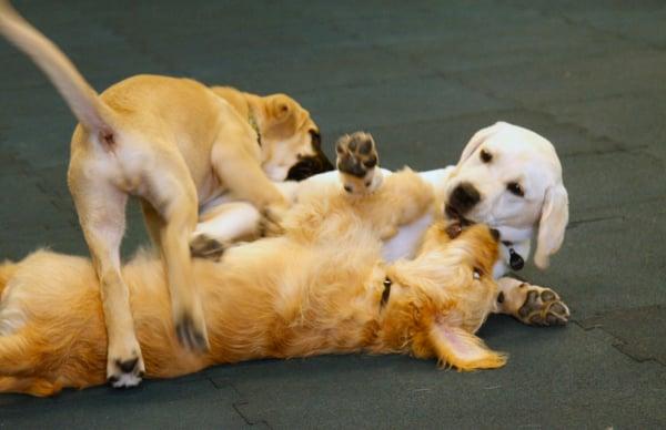 Puppy Playtime during Puppy Kindergarten!