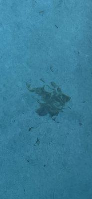 Piles of leaves left on bottom of pool after poor pool service.