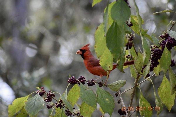 Male cardinal eating