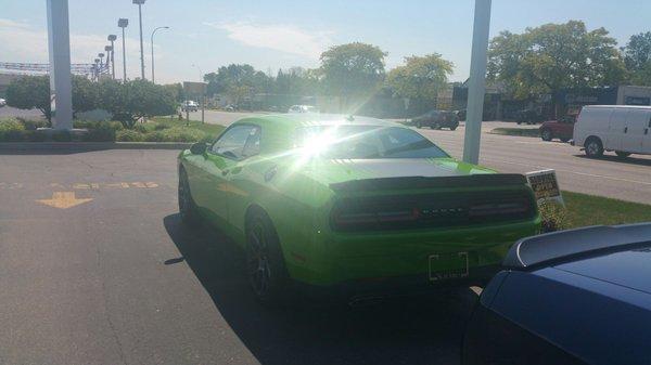 Brandy Spanking New Challenger waiting for that lucky owner