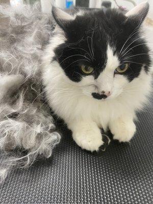 Cat grooming Tacoma wa