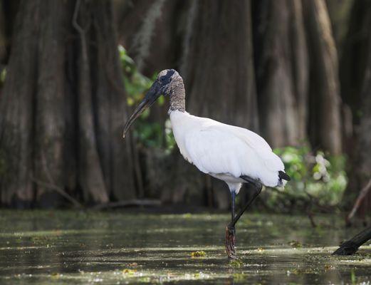 Wood Stork at Government Ditch Caddo Lake