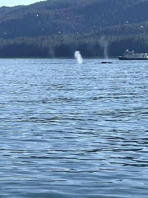 Humpback whales