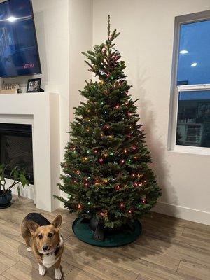 Farmer Gene’s Christmas Trees