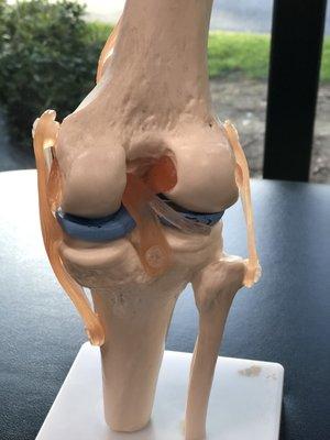 Posterior view of the right knee model