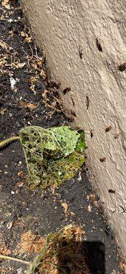 Earwig Nest being treated.