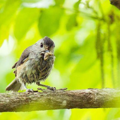 Titmouse