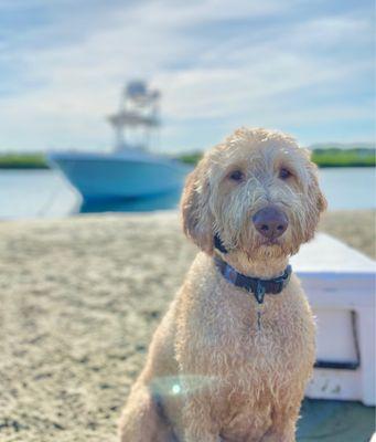 A dog on the beach