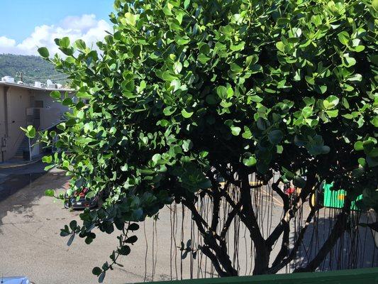 Banyan tree outside of our office