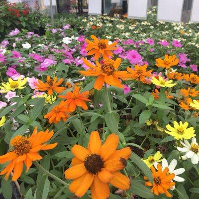 Zinnias...full of color all summer!