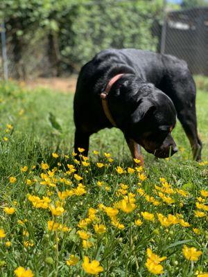 Green Acres K-9 Resort