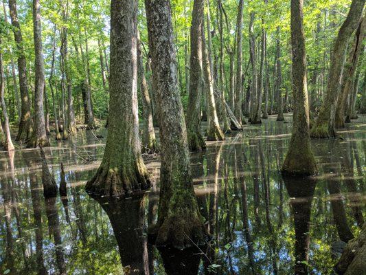 Bald Cypress a short walk from the highway.  Be sure to use bug repellent though