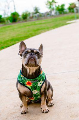 Rocky is a handsome good boy at Onion Creek Park.