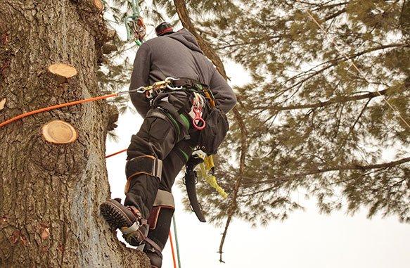 TREE SERVICES