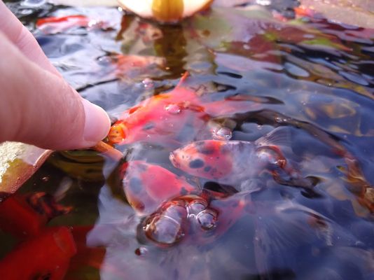 Hand feeding the goldfish dinner at -Goldfish Pond - If It's Fish, LLC