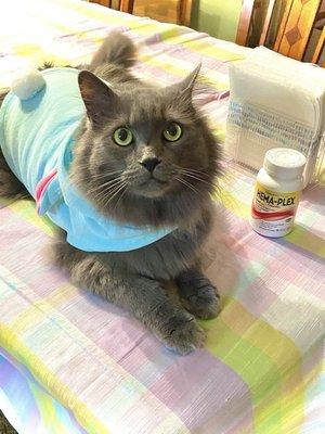 Gray Fluffy cat in a turquoise bunny costume