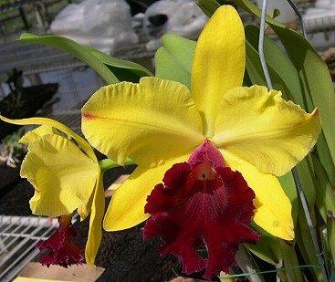 Rlc. Toshie Aoki 'Blumen Insel