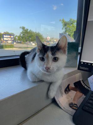 Sprinkles hanging out on the ledge by the window with the receptionists!