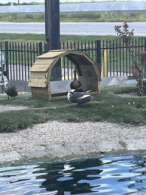 Ducks outside of restaurant