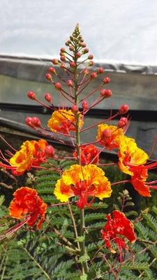 My Favorite Plant/Flower.  Pride of Barbados. Available from Trim and Proper via Aquaplants.