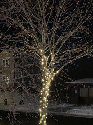 Another view of boulevard tree