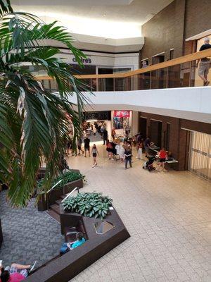 My Last view from upper level near JC Penney store. All the trees and plants were healthy compared to leaking ceiling.  6/29/2024