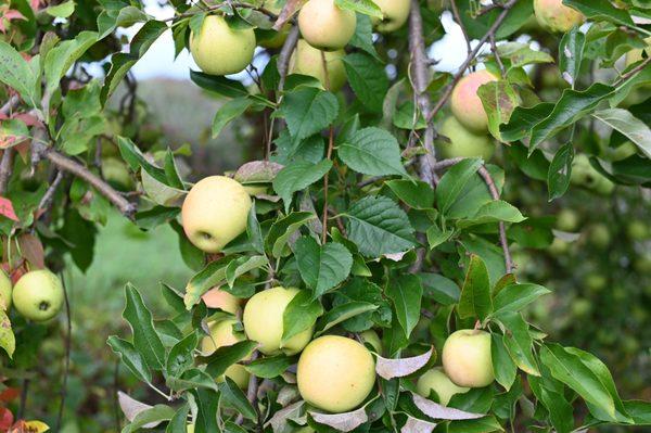 We grow 11 different varieties of apples that are available between late August and early November.