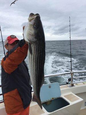 Striped Bass