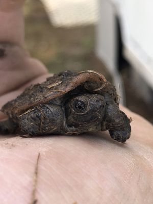 Found This Lil Guy At Take It Easy Campground