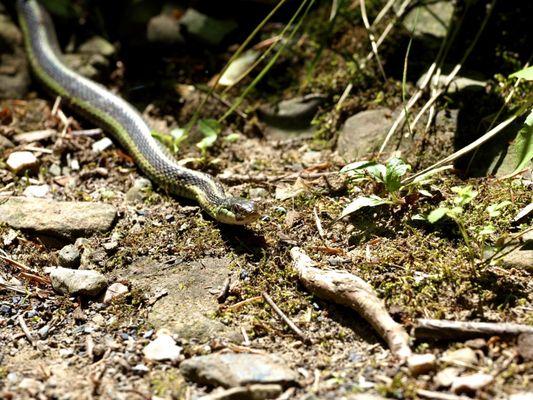 Sneaky snake hiding right next to the trail!! I almost stepped on him!!