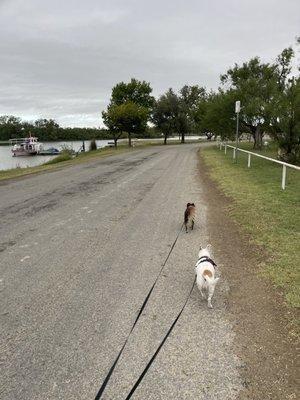 Walking my dogs near the lake