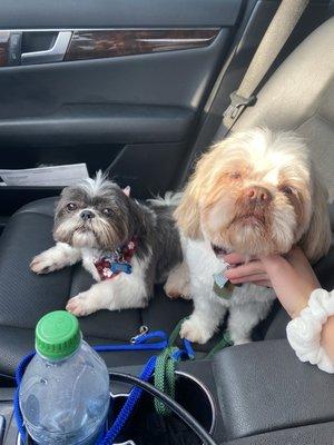 Shih tzu fur babies