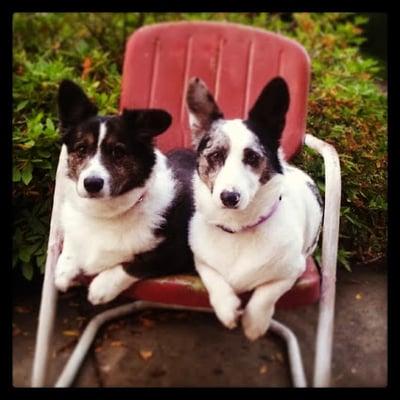 Reba and Loretta..two cute patients!