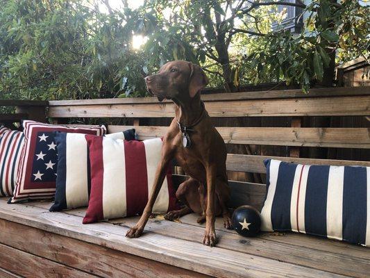 Brian the Vizsla proudly shows his patriotism and Pottery Barn brand loyalty on Independence Day.