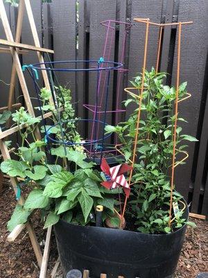 "Grandpa's Favorite Pepper" in one of my Upcycled containers. Grandpa's peppers are sharing space with pole beans & cantaloupe.