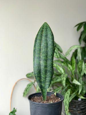 Dracaena masoniana | Sansevieria masoniana