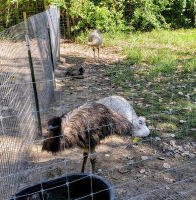 Emu at Wilderness Trails Zoo